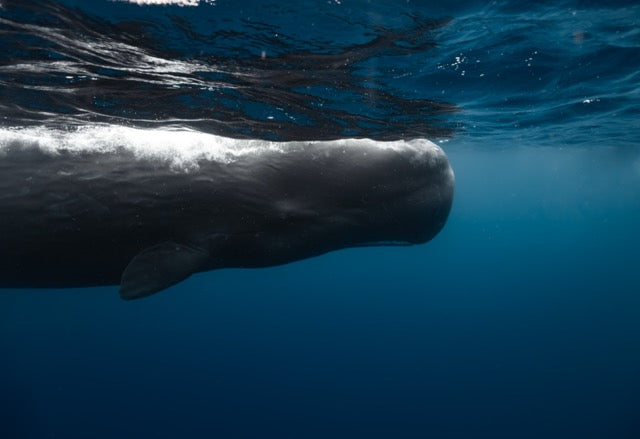 Swimming With Sperm Whales in Dominica: What Has Changed